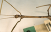 CollectionObject 1558995; b448ce16-594d-44ae-9d1e-440895b971d4: copyright ZMUH, Hamburg. male: head and thorax, lateral view (holotype). (CollectionObject).