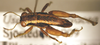 CollectionObject 1479233; f1b6597c-7080-4bab-b462-02ce014b5034: male, dorsal view. (CollectionObject).