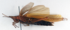 CollectionObject 1575337; 0e827fd0-3927-4115-b53d-9e3df75fba2a: female, lateral view (allotype of Desmopterina elegans). (CollectionObject).