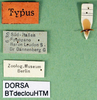 CollectionObject 1500574; b8630e62-af83-4625-8e2b-d43157206513, DORSA BTdeclouHTM: labels (holotype). (CollectionObject).