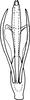 Aedeagus, ventral view: Aedeagus (I. longiprocessa Cao, Huang & Zhang), ventral view. (Observation).