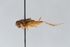 CollectionObject 2869074; 87aec695-a442-47c6-a227-adf8e3b3c232, CNCI 1155122: Neonemobius palustris palustris. (CollectionObject).