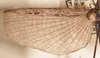 CollectionObject 1559100; 846dd4a6-f5ad-4e74-9ee3-49c216e2fe04: copyright OUMNH. male wings (holotype). (CollectionObject).