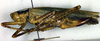 CollectionObject 1502112; 3a690a1a-60d7-4a72-82d0-01f35d3f9239: female, lateral view (allotype). (CollectionObject).