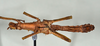 CollectionObject 1557493; 8f0ee6a6-9c88-4a79-ab36-6ed3d5d77847: copyright USNM, Washington. (CollectionObject).