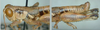 Melanoplus aridus (Scudder, 1878): male. (Otu).