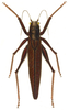 Meroncidius obscurus Serville, 1831: Pl. 10, Fig. 2. female (Serville 1838). (Otu).