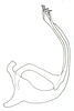 Aedeagus, lateral view on Coelogypona venosella DeLong & Freytag, 1966: Male: aedeagus, lateral view. (Observation).