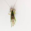 CollectionObject 1584024; 5b1a14dc-72c1-456a-ad64-ba30a260a5d4: male. (CollectionObject).