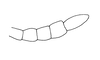 Megacheilacris bullifemur bullifemur (Descamps & Amédégnato, 1971): Fig. 106. male, end of antenna. (Otu).