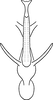 Aedeagus, ventral view on Erythridula perita (Beamer, 1935): Aedeagus, ventral view. (Observation).