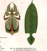 from Brunner, 1897. Pulchriphyllium pulchrifolium [type species] female. Depicts Pulchriphyllium Griffini, 1898, an Otu.