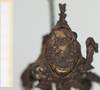 CollectionObject 1518003; 969a20d0-6a85-400f-8991-264c48885119, NHMUK10924396: female, frontal view (holotype). (CollectionObject).