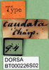 labels (syntype). Depicts CollectionObject 1501937; 18bed383-ca3e-472d-a7dd-ef87d4f1d2fc, DORSA BT000226S02, a CollectionObject.