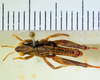 CollectionObject 1526832; dd341276-7aa0-4a3c-b239-02e63ea87116: male, dorsal view (paratype). (CollectionObject).