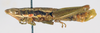 CollectionObject 1506165; 10189de0-3c48-4953-8b47-356e26a9ea75: male, lateral view (lectotype of Orthacris carli). (CollectionObject).