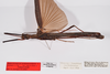 CollectionObject 1561797; 1557770d-b328-452f-9479-2b9e9cd2afe5: copyright ZMHB, Berlin. female, lateral view (paratype). (CollectionObject).;CollectionObject 1561798; 8f0068fb-8f6e-49cc-8d50-1c4db9ca8308: copyright ZMHB, Berlin. female, lateral view (paratype). (CollectionObject).
