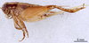 CollectionObject 1961631; 6f2fa3cf-d98c-4710-a052-ba466dd71a26, ANSP 10_GRYLL_ANSP: Female, lateral view (paratype). (CollectionObject).