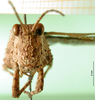 CollectionObject 1501080; d72582d4-259e-4409-9a69-58e1d00a1b81: female, frontal view (holotype of Descampsacris klugi). (CollectionObject).
