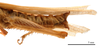 CollectionObject 1538204; 6c0f6d85-ac97-4014-bba9-b25074ac69f8: female abdomen, lateral view (holotype). (CollectionObject).