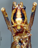 CollectionObject 1506476; 0453d3cc-f7df-4b08-a3bb-84169080b321: female frons (topotype). (CollectionObject).