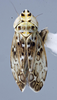 Habitus, dorsal view: (Observation).