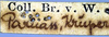 CollectionObject 1502693; e8d990a0-707f-4ee1-8659-00b8e7f400b1: label (paratype). (CollectionObject).