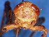 CollectionObject 1505370; 939d45b6-a1f9-4eda-b34e-04115791fd5b: female, frontal view (holotype). (CollectionObject).