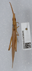CollectionObject 1579001; e00a6502-1c8e-4804-8861-1a4067cd858b: female, dorsal view (paratype). (CollectionObject).