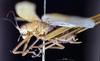 CollectionObject 1530637; 37b88a9a-3b65-4900-bce6-808c1e3984f9: male, lateral view (syntype). (CollectionObject).