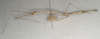 CollectionObject 1558007; NMW 419, e1c7efcb-f156-4ddc-9f0d-b0bc7cb83cd1: copyright NMW, Vienna. female, lateral view (syntype). (CollectionObject).