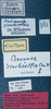 CollectionObject 1534737; 8fbba751-1bf9-4070-826f-8041bb01864b: labels (syntype). (CollectionObject).