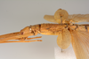 CollectionObject 1563074; 6ff5f9fc-0acd-4602-a954-2a37eb29a78a: copyright ZMUH, Hamburg. female: head & thorax, lateral view (holotype). (CollectionObject).