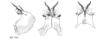 Melanoplus sol Otte, 2012: male genitalia. (Otu).