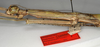 CollectionObject 1558956; NMW 850, 4a41f4a6-f2b8-4adc-af93-00d355b9492b: copyright NMW, Vienna. female: head and thorax, lateral view of Hermarchus biroi (lectotype). (CollectionObject).