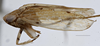 Habitus, lateral view: !! display not done !! on New species C: Loeia Duan, 2017: (Observation).