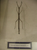 CollectionObject 1563460; cecb979b-885b-4e3e-8322-7df28709182b: http://www.siamensis.org/board/7234.html. female (presumed holotype). (CollectionObject).