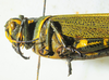 CollectionObject 1498716; 812e9608-c0f0-4289-8df4-dd7637ba05f9: female head and pronotum, lateral view. (CollectionObject).