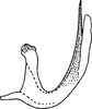 Aedeagus, lateral view on Eupteryx (Eupteryx) longicephala Dworakowska, 1979: Aedeagus, lateral view. (Observation).