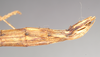 CollectionObject 1561799; 0020be0e-957d-4152-8b3b-2acb91febdf1: copyright Natural History Museum, London. female: end of abdomen, lateral view (neotype). (CollectionObject).