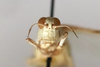 CollectionObject 1528541; 4b890e37-16c7-4ee8-a374-fcf2e2bf35ad: female, frontal view (holotype). (CollectionObject).