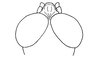 Anoptotettix levis Amédégnato & Descamps, 1979: Fig. 108. head, dorsal view. (Otu).