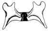Scotussa lemniscata (Stål, 1861): Fig. 94. epiphallus, dorsal view. (Otu).