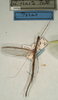 CollectionObject 1560095; NMW 1009, 29d168bf-ceb4-47b2-bdd7-93da43088217: copyright NMW, Vienna. male of synonym Aruanoidea fracta (holotype). (CollectionObject).