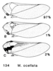 Habitus, lateral view: !! display not done !! on Macropsis (Macropsis) ocellata Provancher, 1872: (Observation).