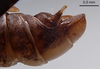 CollectionObject 1597011; MNHN-EO-CAELIF10726, d3b5e538-dd2a-45c9-8d83-6b44580d66de: terminalia lateral view, male (holotype). (CollectionObject).