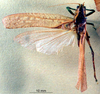 Eppioides malaya Hebard, 1922: male, dorsal view. (Otu).