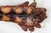 CollectionObject 1561350; 1adf552d-2146-4e4d-a9d2-f1cac6f562a3: copyright MHNG, Geneva. male: end of abdomen, ventral view (holotype). (CollectionObject).