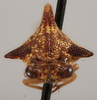 Head on Alchisme costaricensis Goding, 1929 now Alchisme apicalis (Walker, 1851): (Observation).