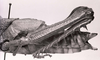 CollectionObject 1523893; e0a5d996-84a9-4d32-85fe-7c1f680d7770: Image C.S. Carbonell. female abdomen, lateral view (holotype). (CollectionObject).
